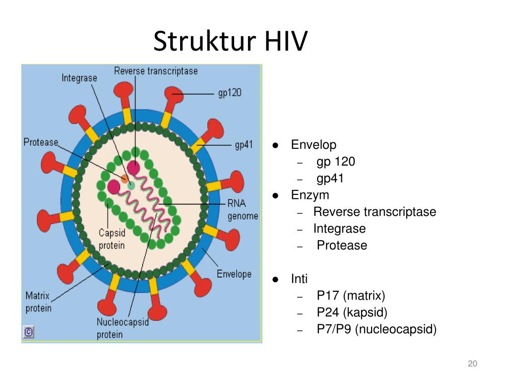 Detail Gambar Struktur Hiv Nomer 18