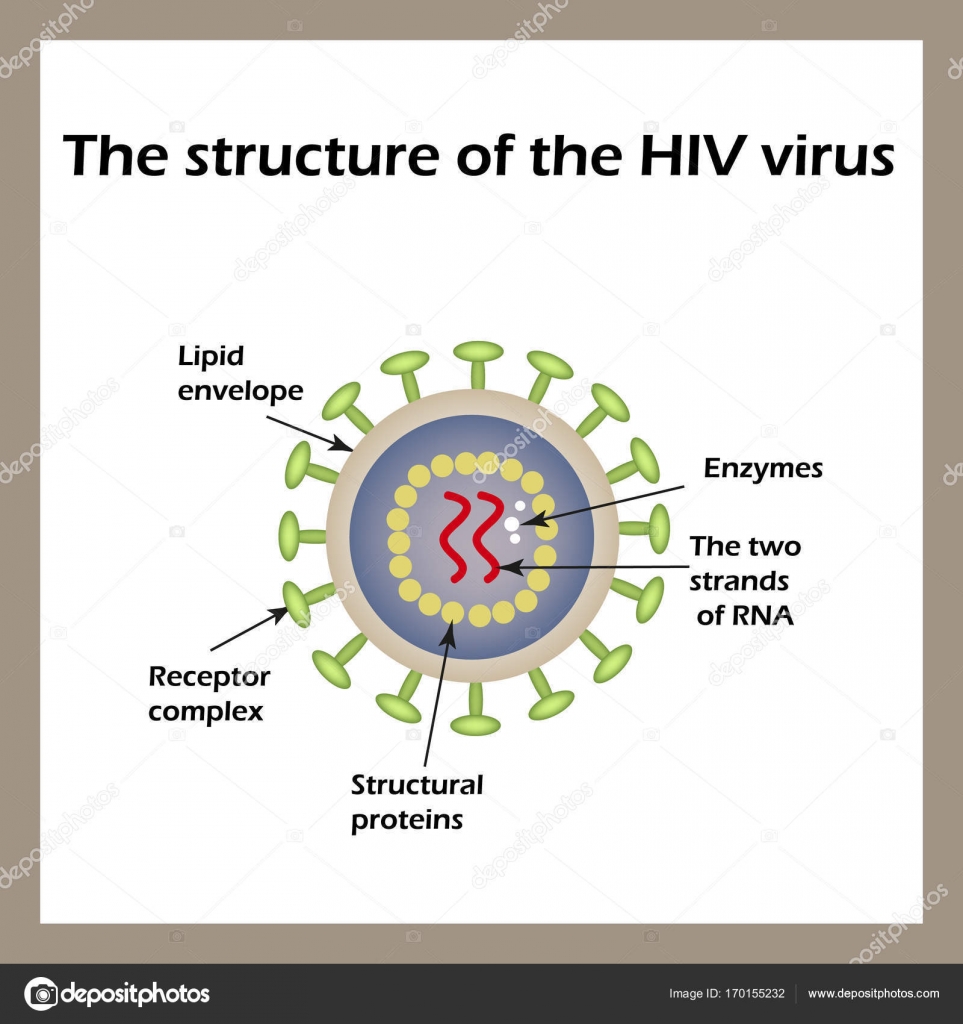 Detail Gambar Struktur Hiv Nomer 20