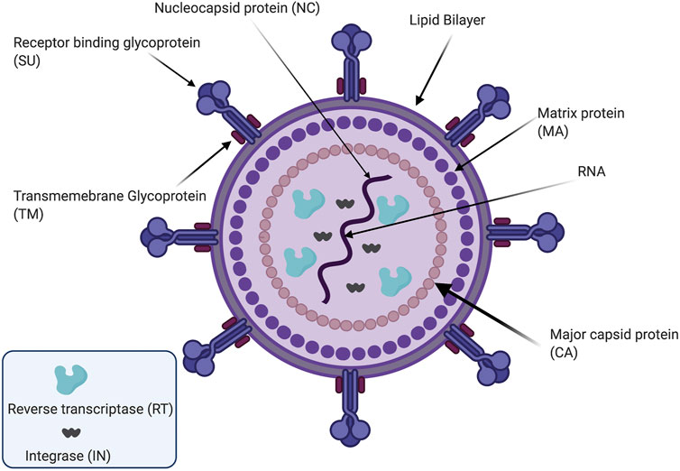 Detail Gambar Struktur Hiv Nomer 21