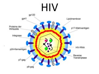 Detail Gambar Struktur Hiv Nomer 22