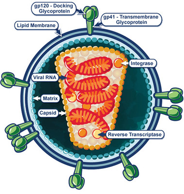 Detail Gambar Struktur Hiv Nomer 4
