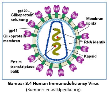 Detail Gambar Struktur Hiv Nomer 33