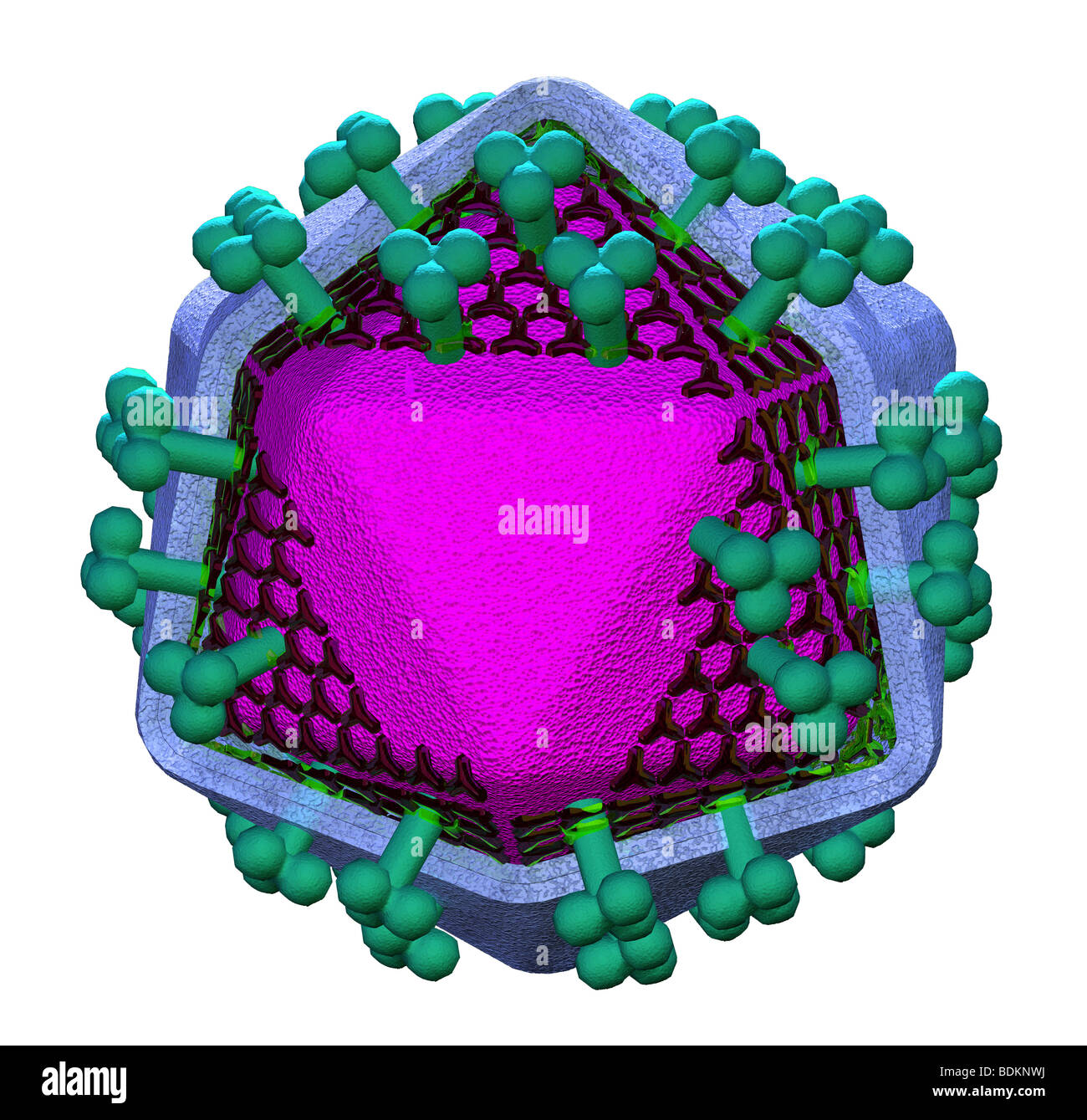 Detail Gambar Struktur Hiv Nomer 40