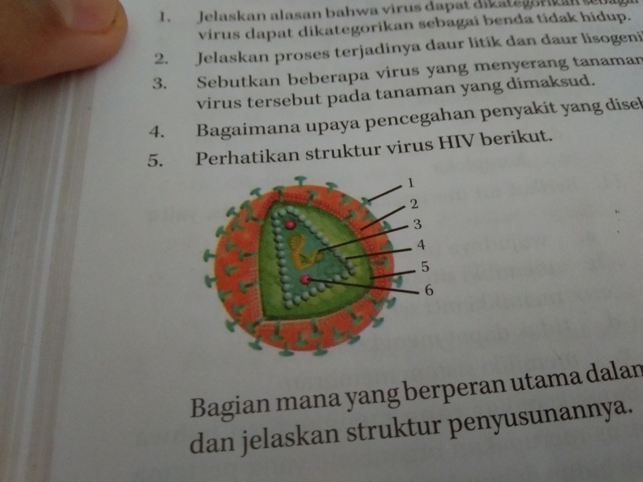 Detail Gambar Struktur Hiv Nomer 41