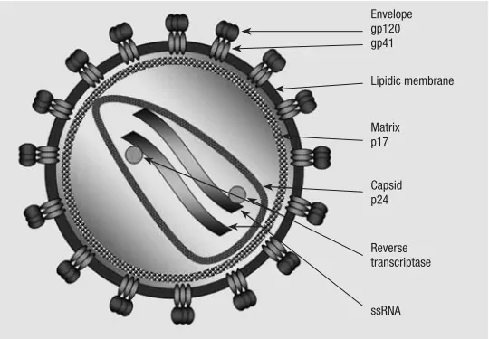 Detail Gambar Struktur Hiv Nomer 43
