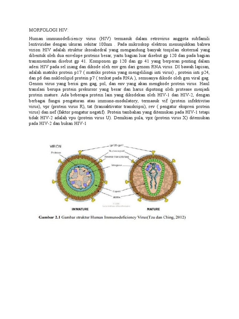 Detail Gambar Struktur Hiv Nomer 46