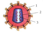 Detail Gambar Struktur Hiv Nomer 47