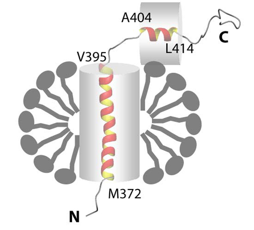 Detail Gambar Struktur Hiv Nomer 49