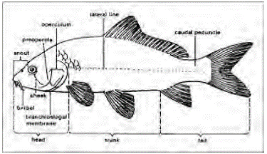 Detail Gambar Struktur Ikan Nomer 3