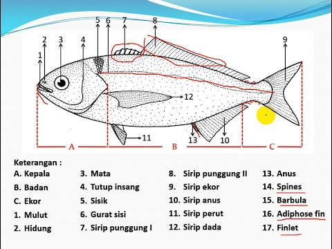 Detail Gambar Struktur Ikan Nomer 23