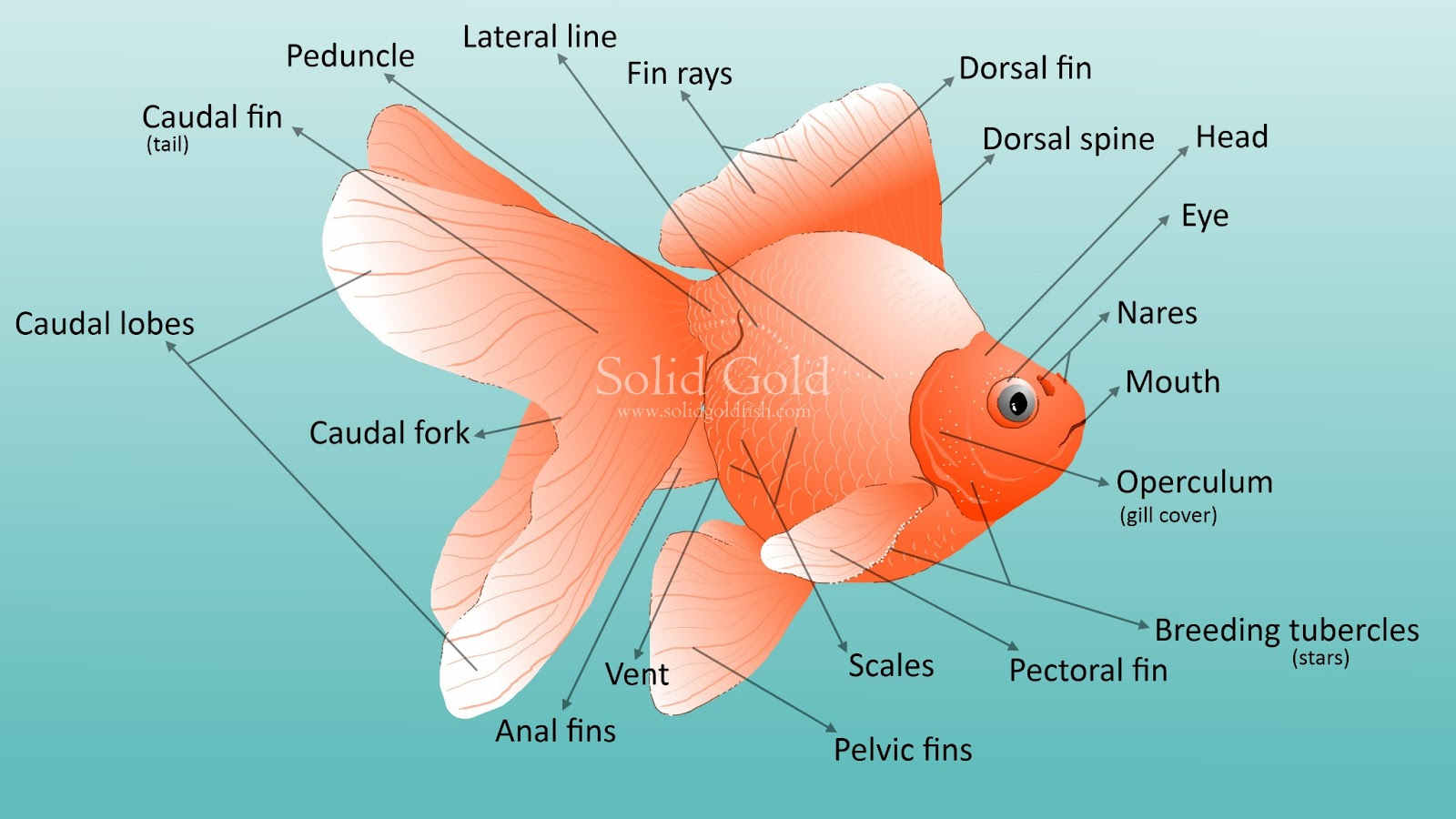 Detail Gambar Struktur Ikan Nomer 25