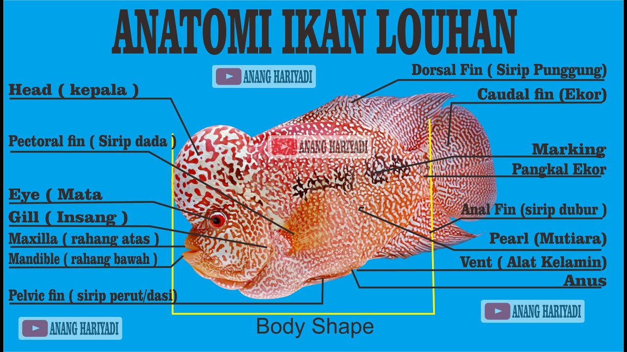 Detail Gambar Struktur Ikan Nomer 27