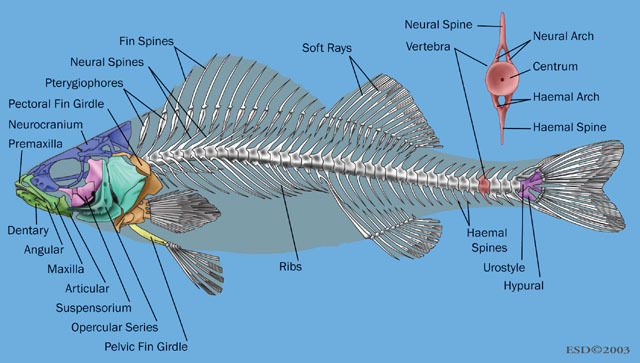 Detail Gambar Struktur Ikan Nomer 34