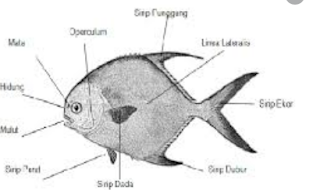 Detail Gambar Struktur Ikan Nomer 42