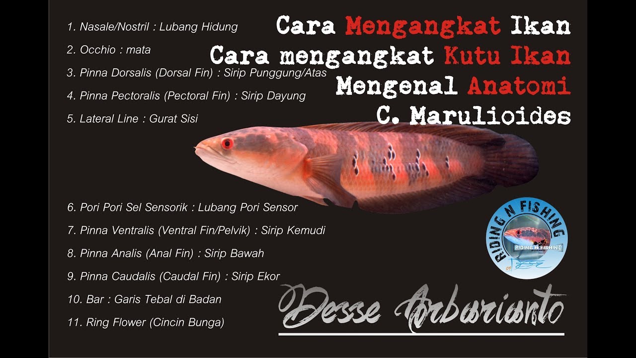 Detail Gambar Struktur Ikan Nomer 43