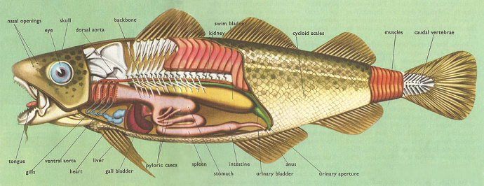 Detail Gambar Struktur Ikan Nomer 44