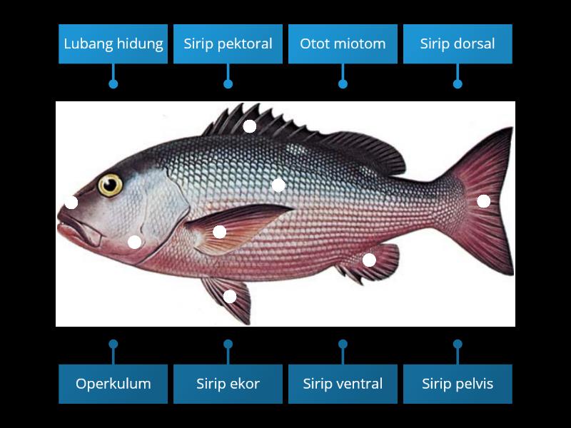 Detail Gambar Struktur Ikan Nomer 45