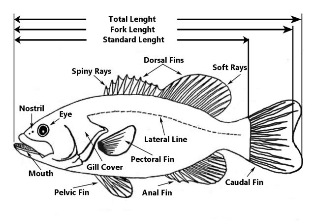 Detail Gambar Struktur Ikan Nomer 47