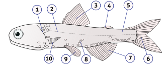 Detail Gambar Struktur Ikan Nomer 49