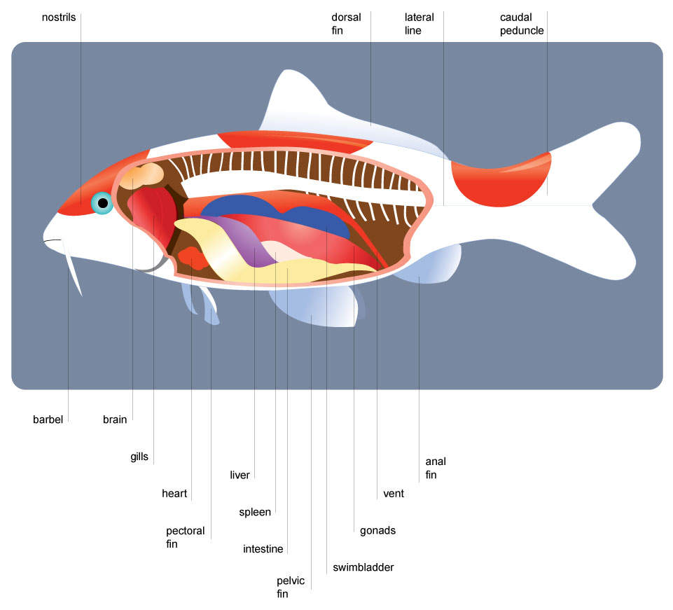 Detail Gambar Struktur Ikan Nomer 52