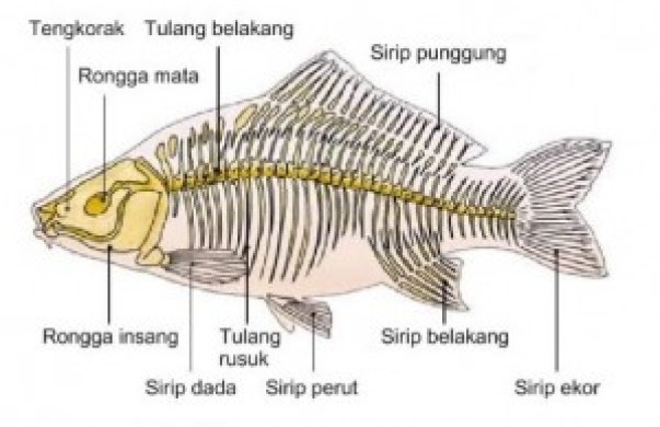 Detail Gambar Struktur Ikan Nomer 7