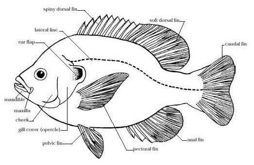 Detail Gambar Struktur Ikan Nomer 8