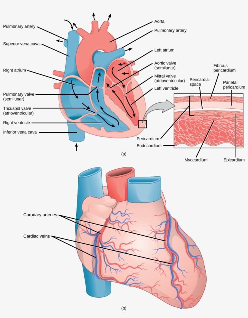 Detail Gambar Struktur Jantung Nomer 15