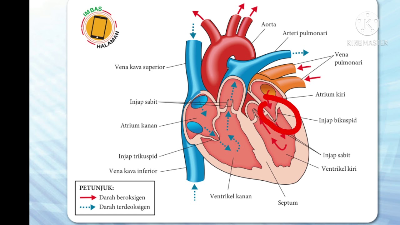 Detail Gambar Struktur Jantung Nomer 20
