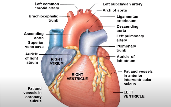 Detail Gambar Struktur Jantung Nomer 25