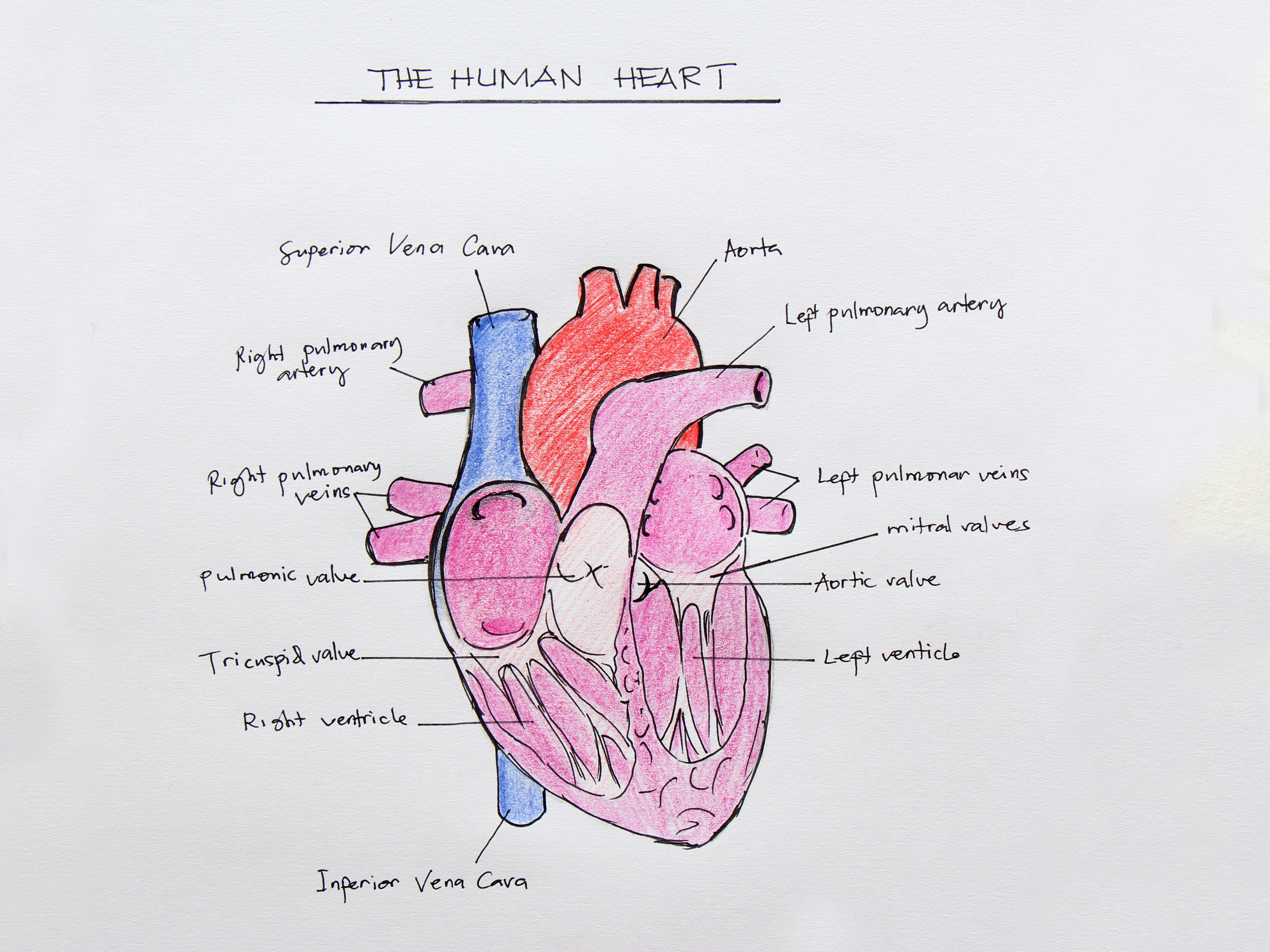 Detail Gambar Struktur Jantung Nomer 6