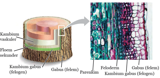 Detail Gambar Struktur Jaringan Meristem Nomer 27