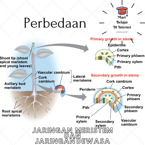 Detail Gambar Struktur Jaringan Meristem Nomer 39