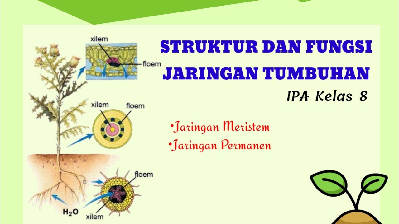 Detail Gambar Struktur Jaringan Meristem Nomer 40