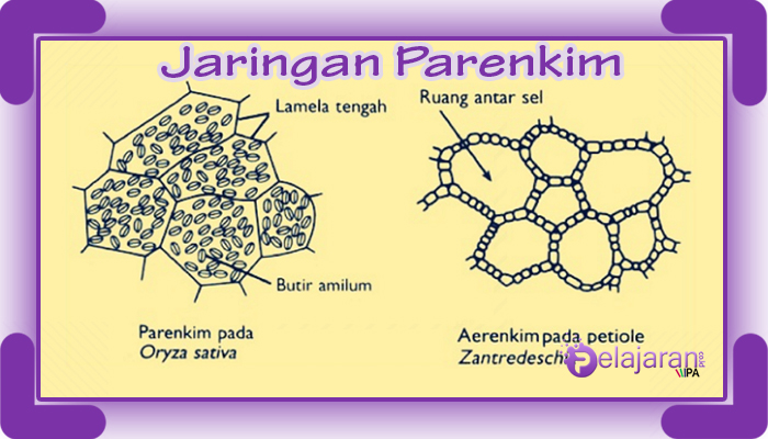 Detail Gambar Struktur Jaringan Meristem Nomer 42