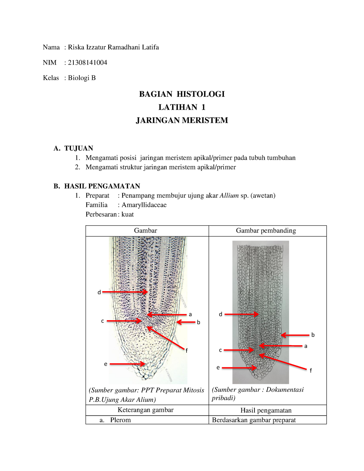 Detail Gambar Struktur Jaringan Meristem Nomer 47