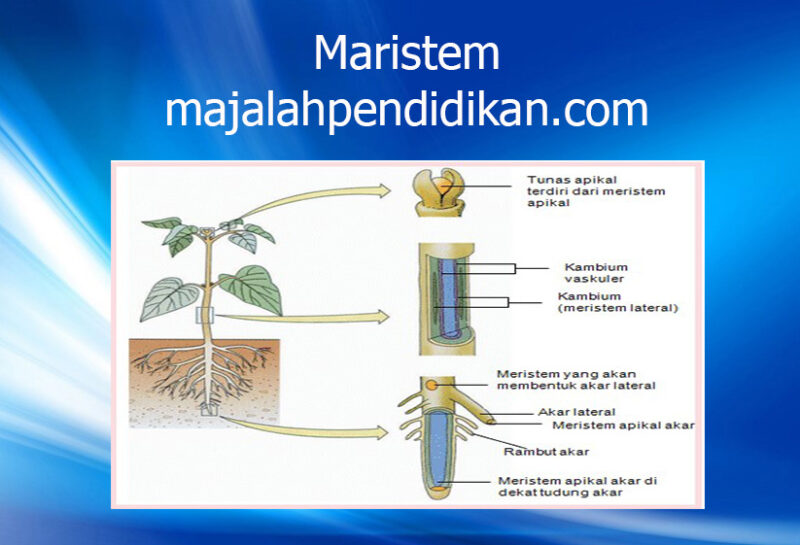 Detail Gambar Struktur Jaringan Meristem Nomer 48