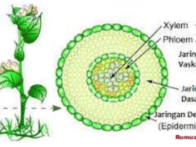 Detail Gambar Struktur Jaringan Meristem Nomer 52