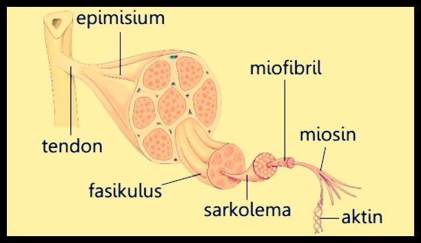 Detail Gambar Struktur Jaringan Otot Nomer 2