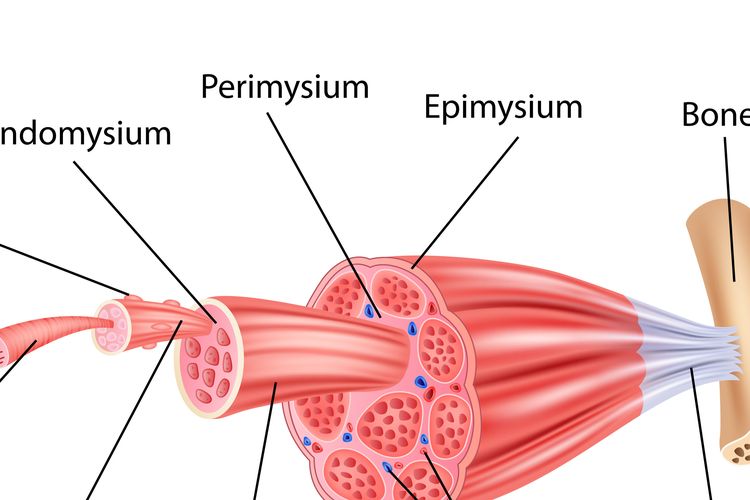 Detail Gambar Struktur Jaringan Otot Nomer 11