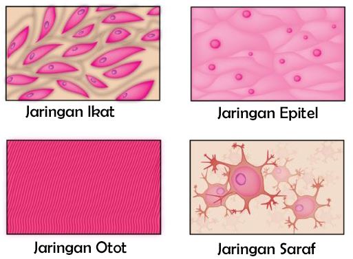 Detail Gambar Struktur Jaringan Otot Nomer 28