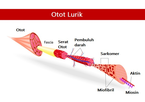 Detail Gambar Struktur Jaringan Otot Nomer 36