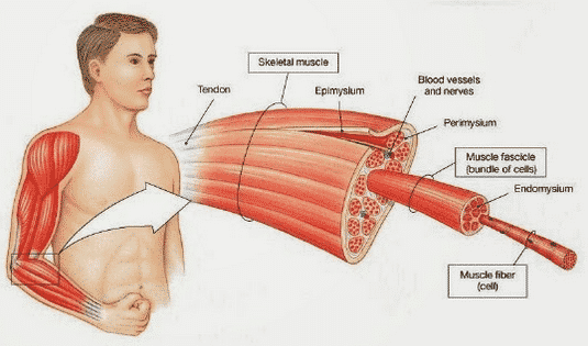 Detail Gambar Struktur Jaringan Otot Nomer 6