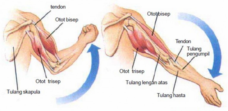 Detail Gambar Struktur Jaringan Otot Nomer 48