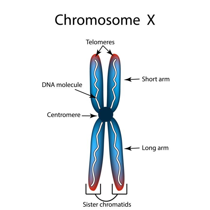Detail Gambar Struktur Kromosom Nomer 16
