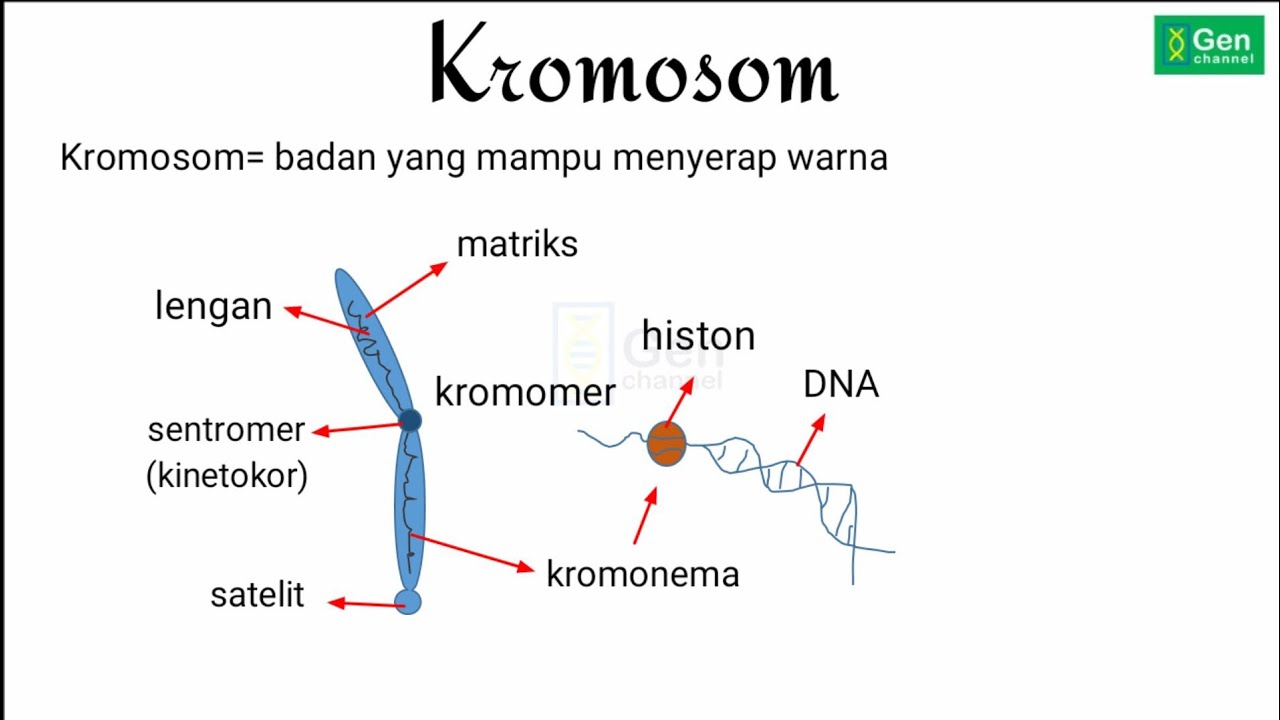 Detail Gambar Struktur Kromosom Nomer 20