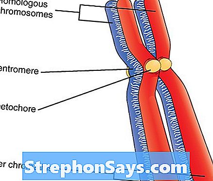 Detail Gambar Struktur Kromosom Nomer 44