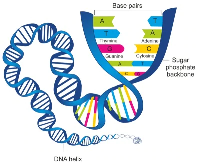 Detail Gambar Struktur Kromosom Nomer 52