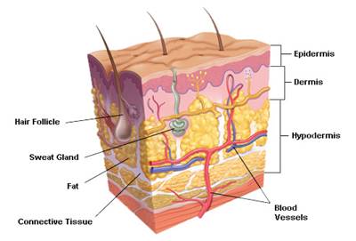 Detail Gambar Struktur Kulit Nomer 14