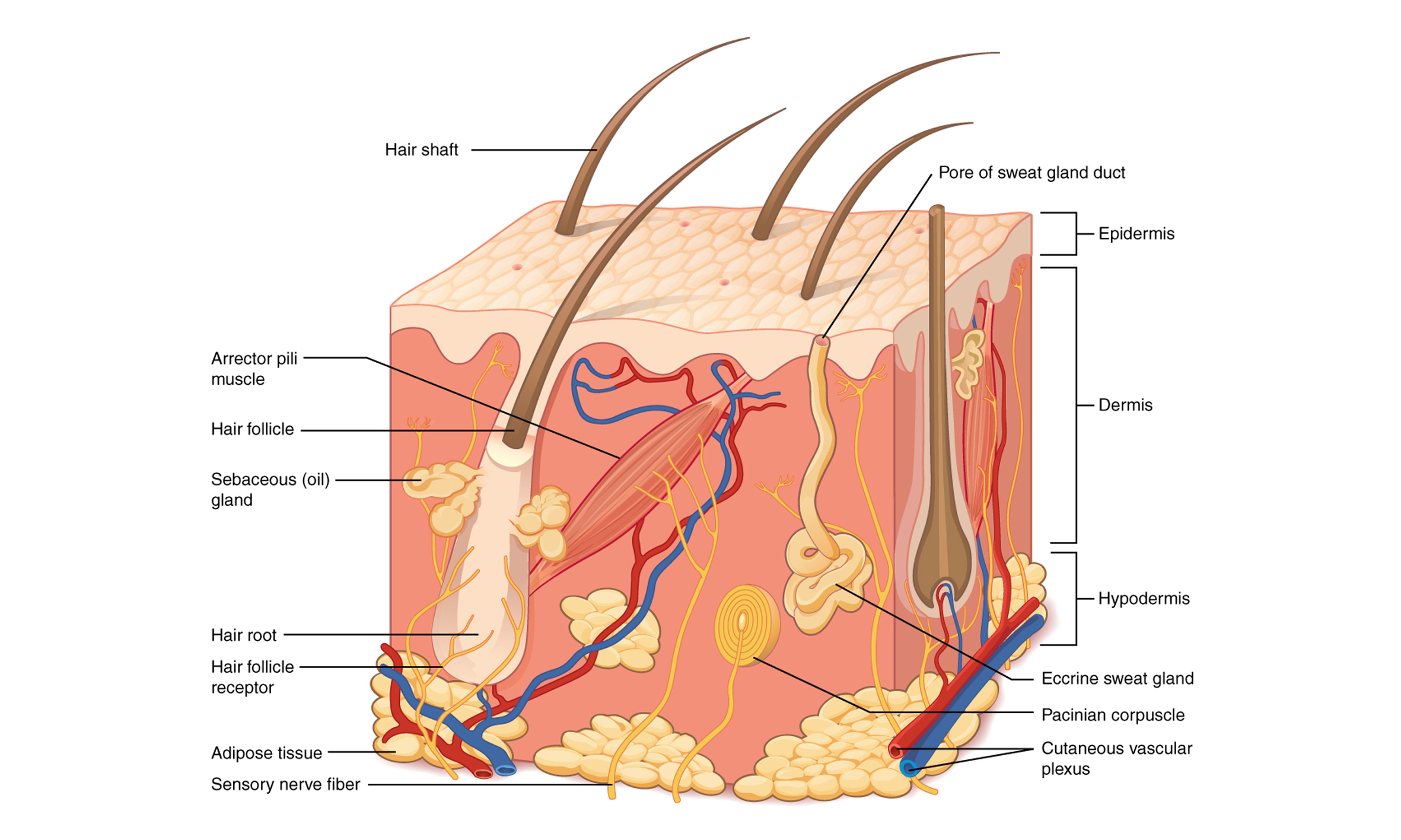 Detail Gambar Struktur Kulit Nomer 15