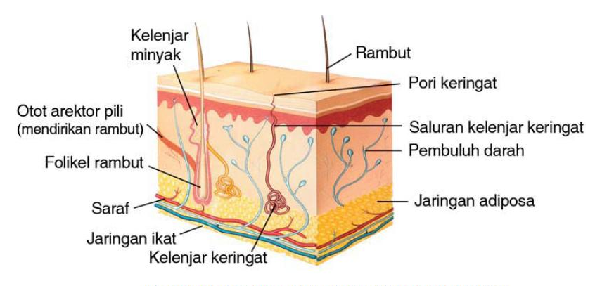 Detail Gambar Struktur Kulit Nomer 16